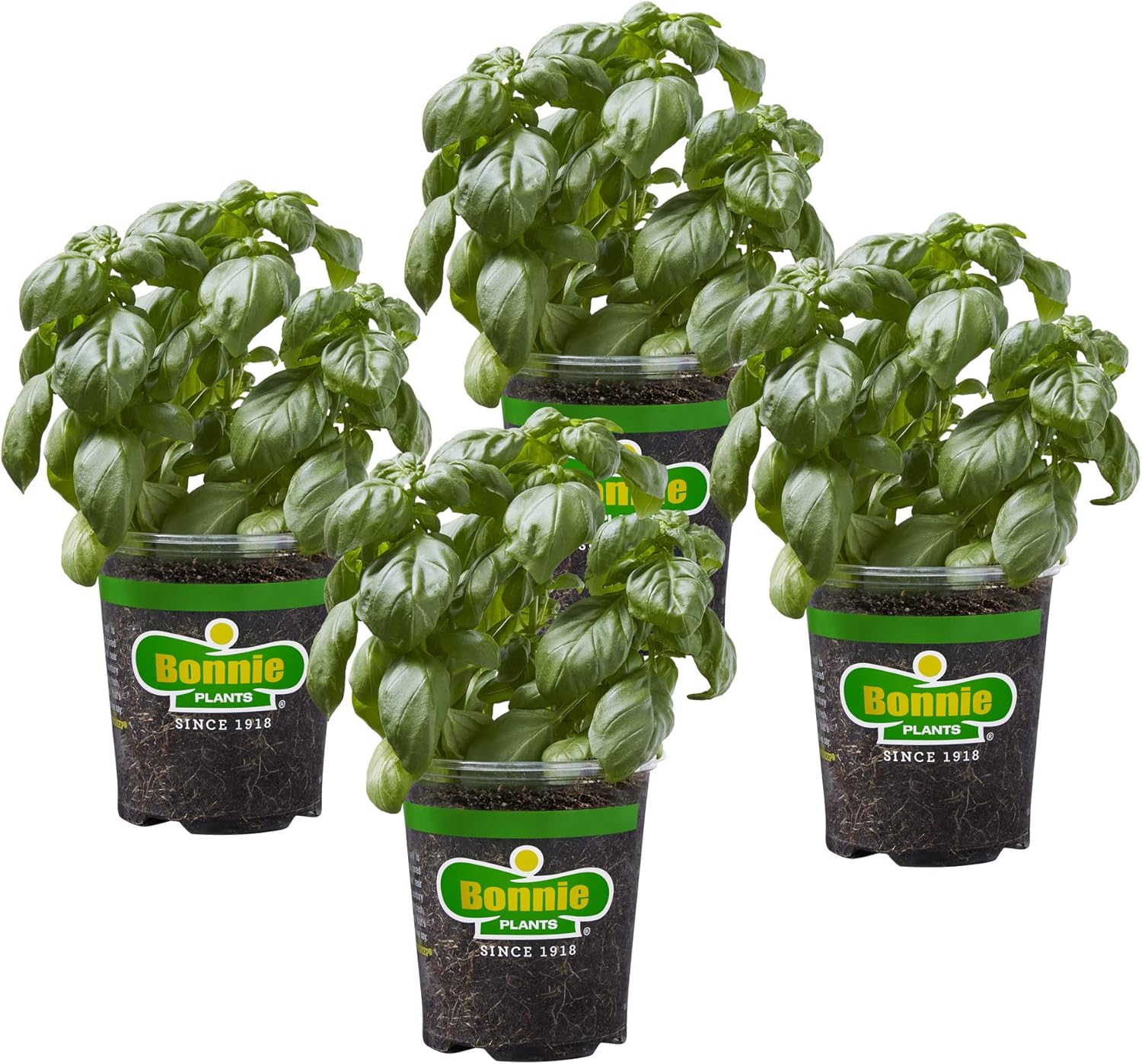 Basil Plants