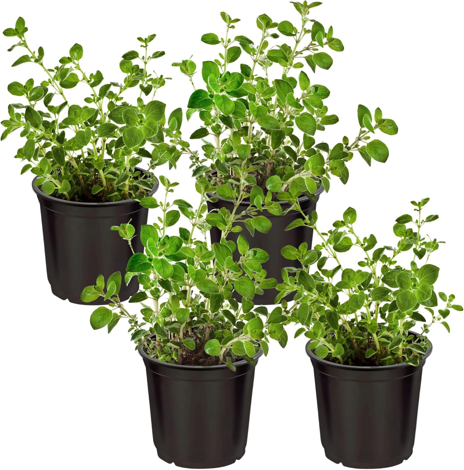 Oregano