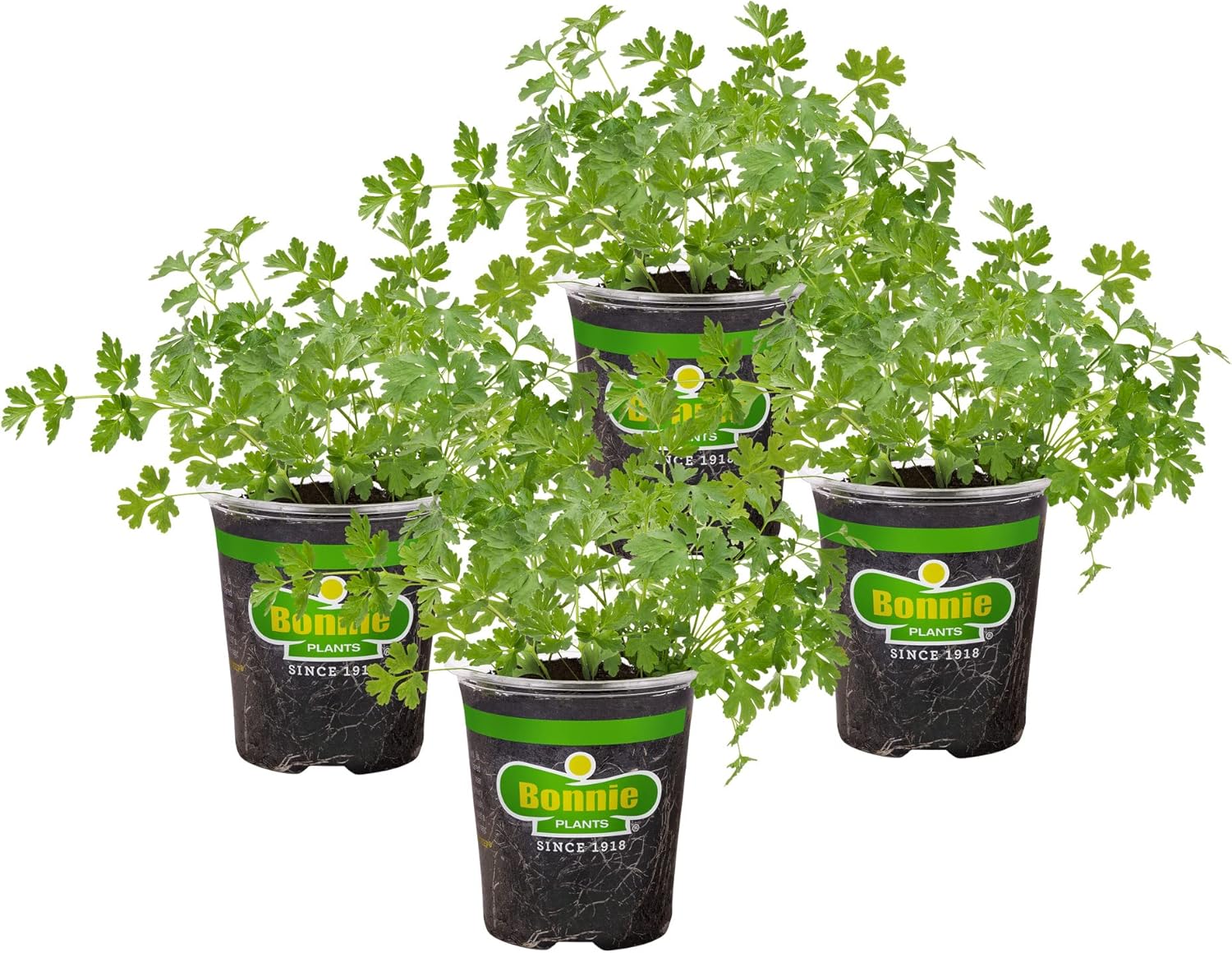 Parsley Plants